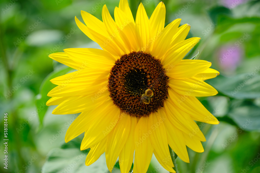 Bright yellow sunflower with bumblebee sitting center flower. Bright yellow sunflower with bumblebee sitting center flower.