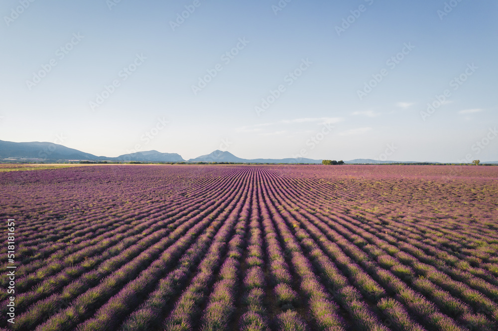 Aerial View of Lavender Fields in Valensole Plateau at sunrise, Provence, France Aerial View of Lavender Fields in Valensole Plateau at sunrise, Provence, France