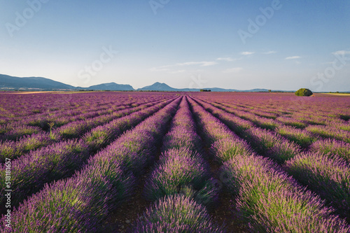 Aerial View of Lavender Fields in Valensole Plateau at sunrise, Provence, France