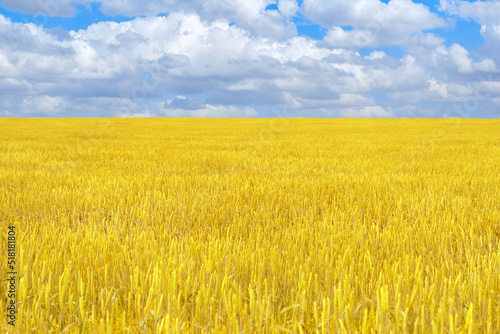 Field with bright yellow ripe wheat against blue sky.