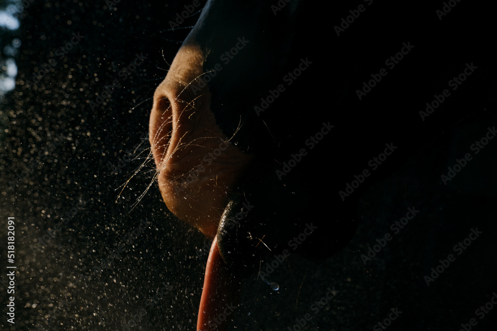 Horse whiskers with black background showing tongue and water splash getting a drink, equine hydration concept.