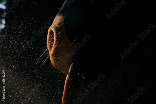 Horse whiskers with black background showing tongue and water splash getting a drink  equine hydration concept.