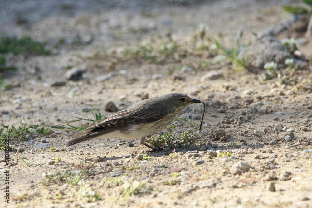 Spotted flycatcher, Muscicapa striata Spotted flycatcher, Muscicapa striata