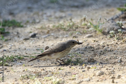 Spotted flycatcher, Muscicapa striata © ChrWeiss