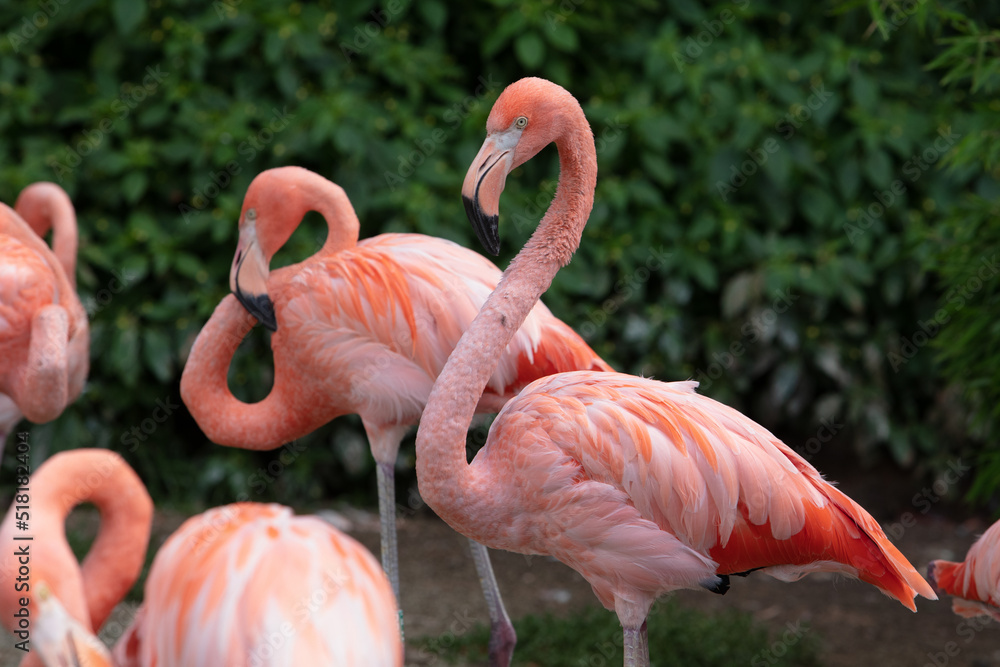 Obraz na płótnie Flamingi w Zoo Ostrava w salonie