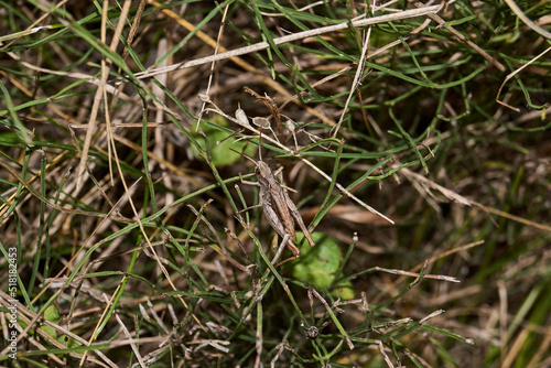 Locusts are sitting in the grass on the lawn. Locusts, acrides - several species of insects of the family of true locusts (Acrididae). © Andrei