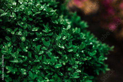 macro of the green bush with little drops of dew in the garden