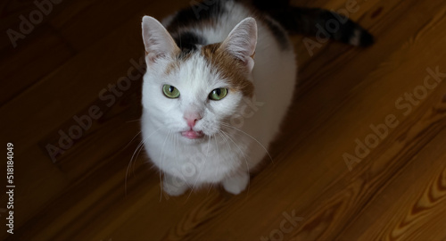 cute chubby tricolor cat sitting on the floor with tongue hanging out close up