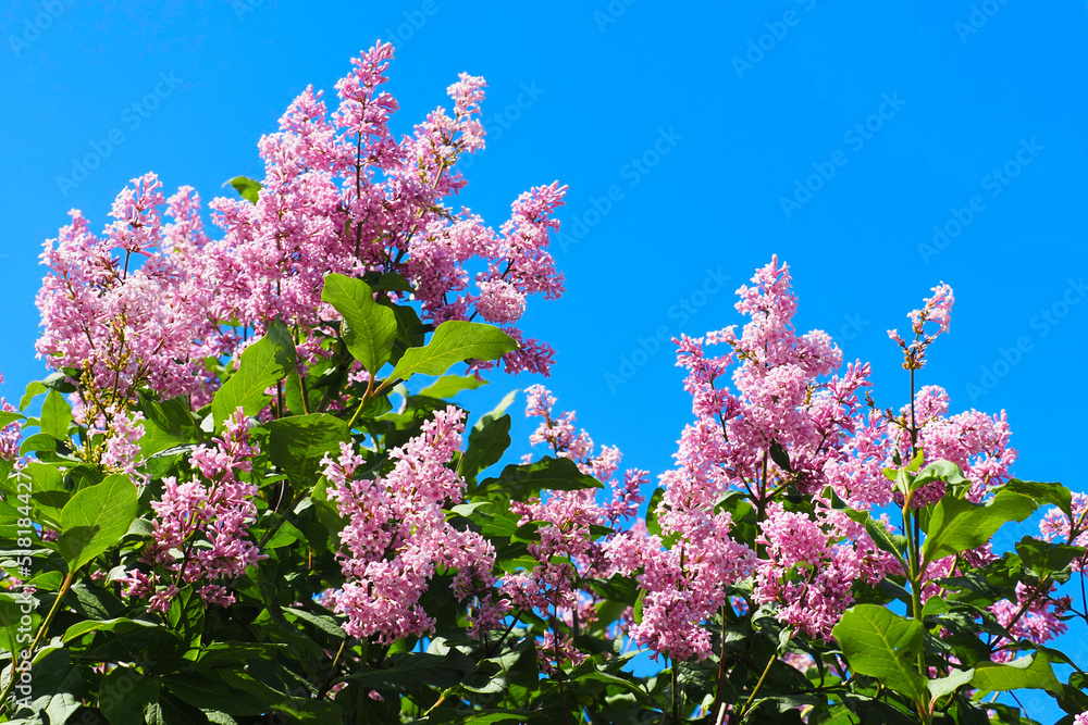 Syringa Meyeri flowers. Blossoming Lilac branches on blue sky background, copy space