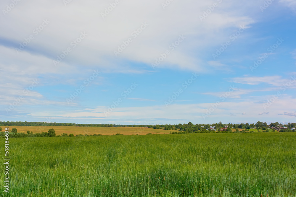 View of a field with unripe rye and a village on the horizon on a sunny day. Nice summer day with blue sky in the countryside.