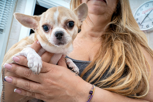 Fototapeta Naklejka Na Ścianę i Meble -  Portrait of a cute purebred chihuahua. Chihuahua puppy long-haired.