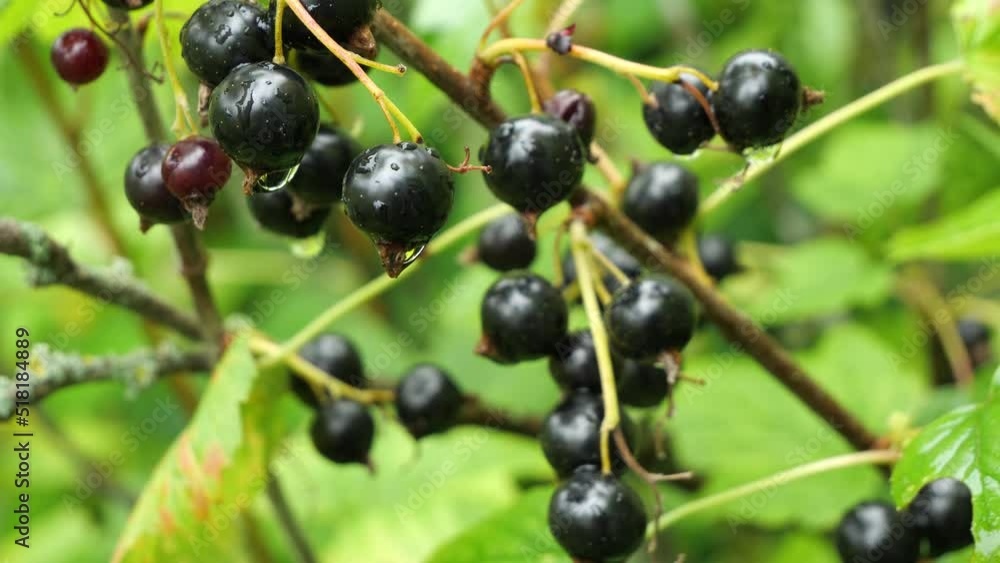 Berries of black currant.
Branch with ripe fruits of black currant. These berries are used in alternative medicine and as a health food.
Currant, Black currant, Ribes nigrum, Fruit, Berries, Food, Bun Berries of black currant.
Branch with ripe fruits of black currant. These berries are used in alternative medicine and as a health food.
Currant, Black currant, Ribes nigrum, Fruit, Berries, Food, Bun