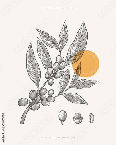 Branch of coffee tree with leaves, fruits and grains in engraving style. Design element for botanical books, cafe menu, emblem or store packaging. Vector vintage illustration.