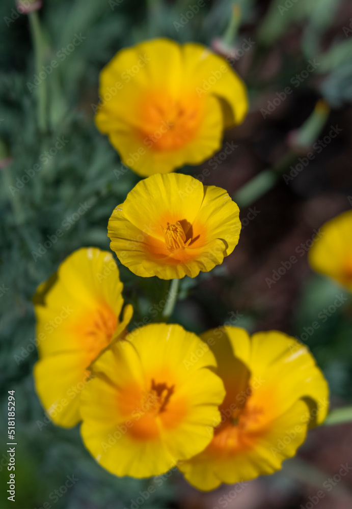 Looking Down onto a Cluster of Golden Yellow California Poppy Flowers Looking Down onto a Cluster of Golden Yellow California Poppy Flowers