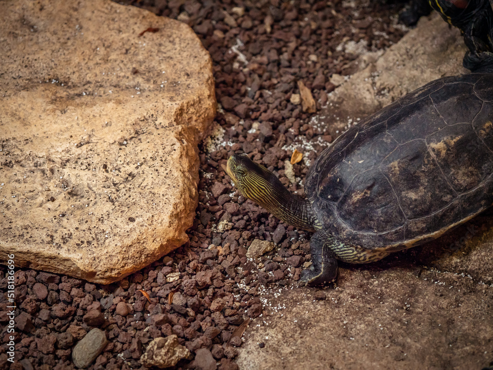 Turtle. A cute yellow turtle in its habitat. Detailed insect portrait ...