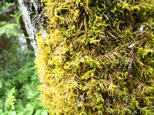 Moss and lichens on the bark of a tree in a spruce taiga forest. Karelia, Orzega. Yellow green moss on the trunk. Ctenidium molluscum. Necker moss photo