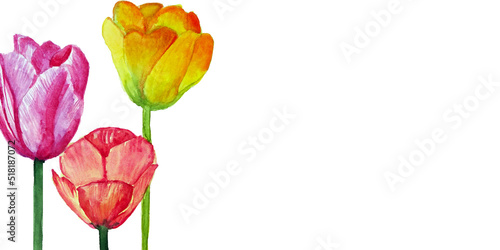 Banner con tre tulipani, acquerello isolato su sfondo bianco photo