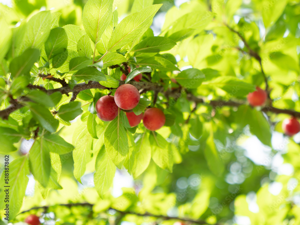 Ripe plums on the plum tree, fruit hanging on the tree