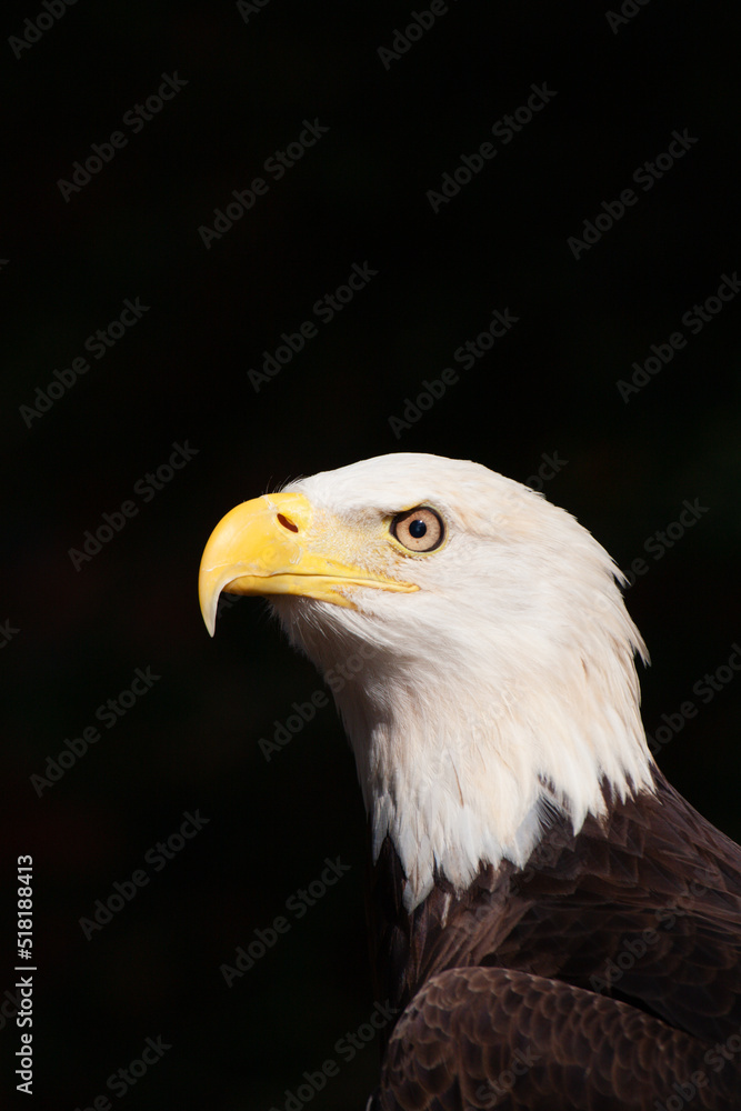 Portrait of Bold Eagle Haliaeetus leucocephalus symbol of American pride Portrait of Bold Eagle Haliaeetus leucocephalus symbol of American pride