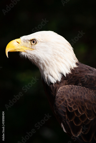 Portrait of Bold Eagle Haliaeetus leucocephalus symbol of American pride © David Davis