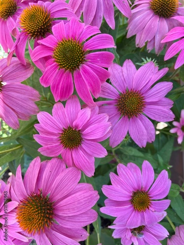 pink chrysanthemum flowers