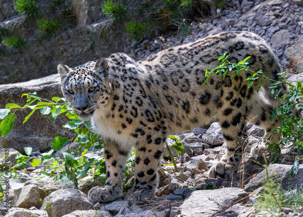 Side view of a snow leopard (Panthera uncia syn. Uncia uncia) Side view of a snow leopard (Panthera uncia syn. Uncia uncia)