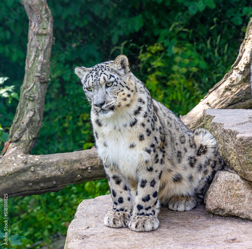 Snow leopard (Panthera uncia),is sitting on a rock