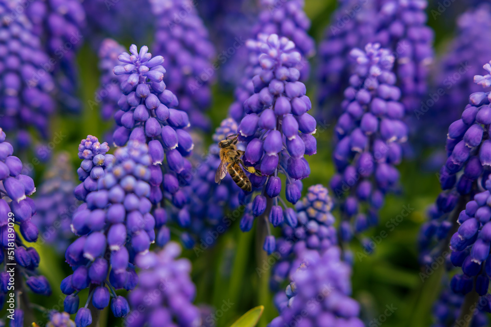 Fototapeta premium Muscari or hyacinths with a bee in spring. Spring blossom or bloom background