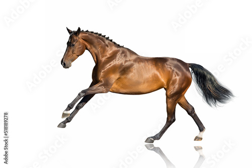 Horse run gallop isolated