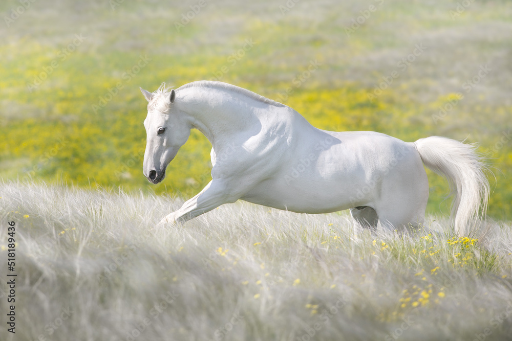 White horse run in flowers field