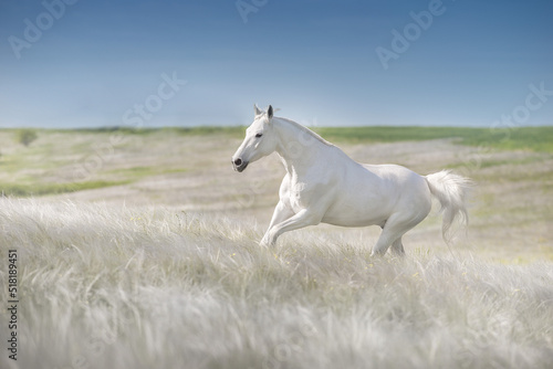 White arabian stallion free run in stipa flowers meadow
