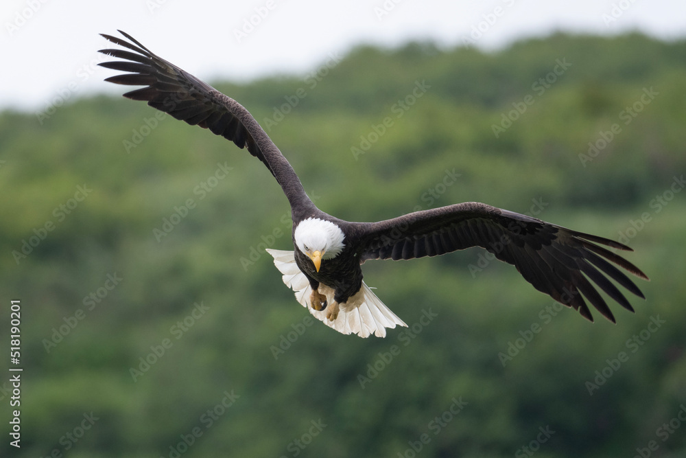 Bald eagle in flight at McNeil River Bald eagle in flight at McNeil River
