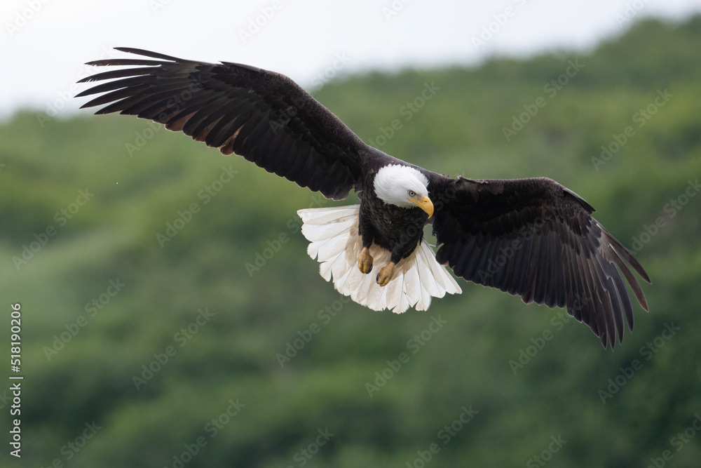 Naklejka premium Bald eagle in flight at McNeil River