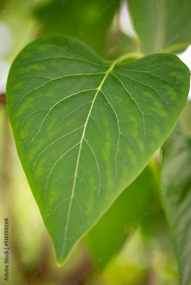 close up of green leaf close up of green leaf
