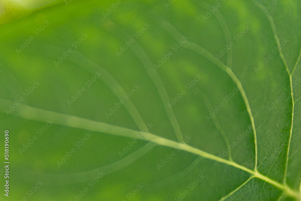 green leaf background green leaf background