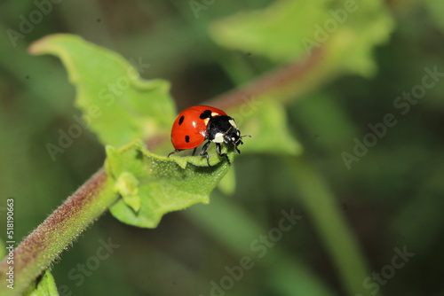 ladybird on a leaf © naori