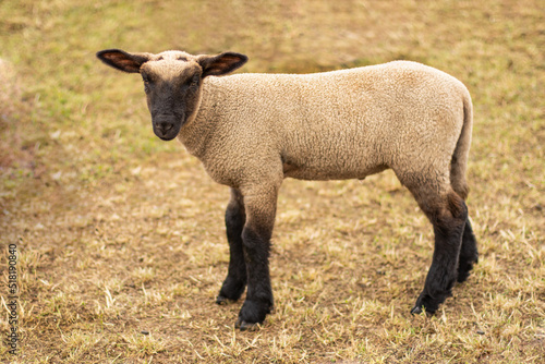 sheep. A young lamb stands in a field on dry grass alone.Postcard close-up. The concept of agriculture  business  the world around  farmers. High quality photo