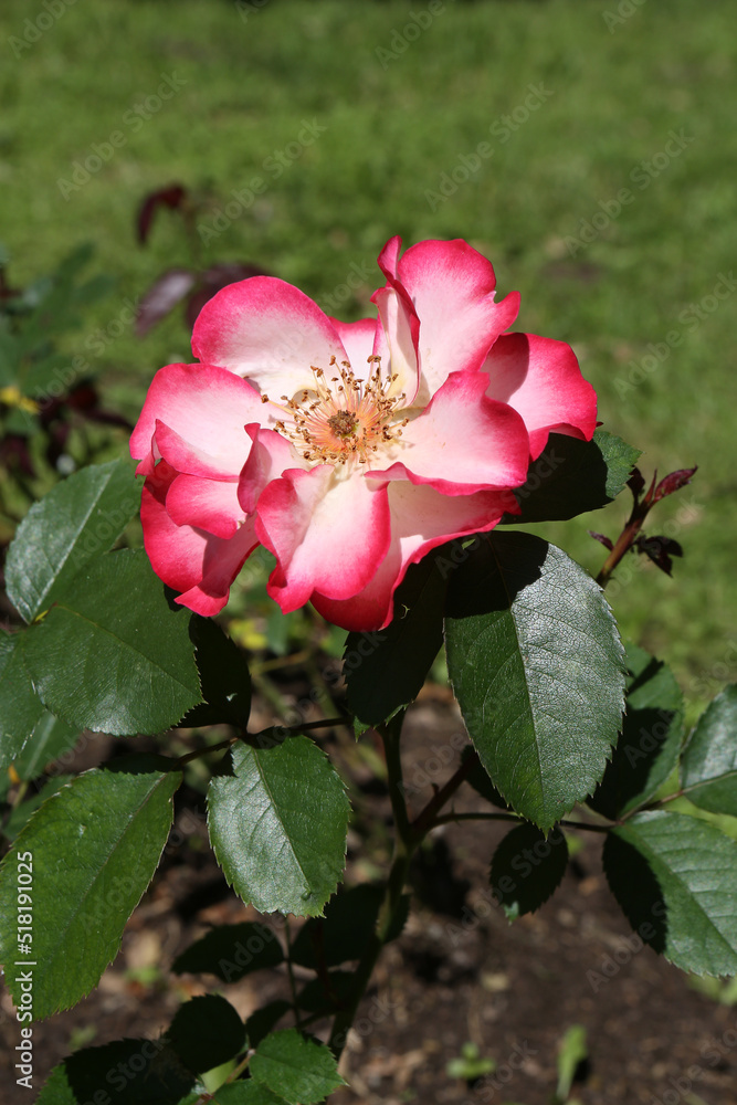Bicolor rose (grade Betty Boop, T. Carruth,1999) in Moscow garden. Buds, inflorescence of flower closeup. Summer nature. Postcard with bicolor rose. Roses blooming. Red flowers, red-white rose blossom Bicolor rose (grade Betty Boop, T. Carruth,1999) in Moscow garden. Buds, inflorescence of flower closeup. Summer nature. Postcard with bicolor rose. Roses blooming. Red flowers, red-white rose blossom