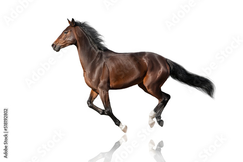 Bay stallion run gallop