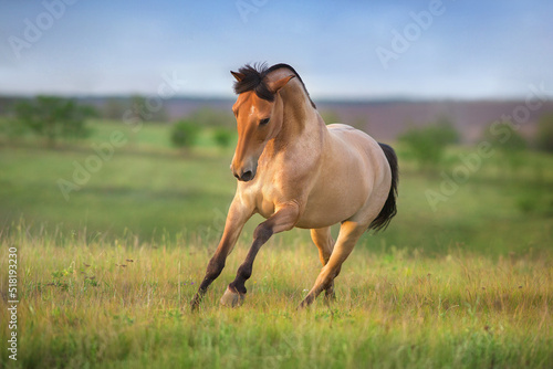 Foto Horse gallop on spring green meadow