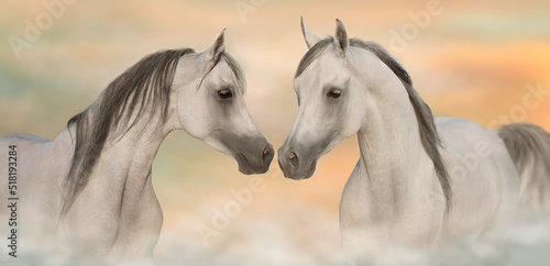 Grey arabian horses portrait