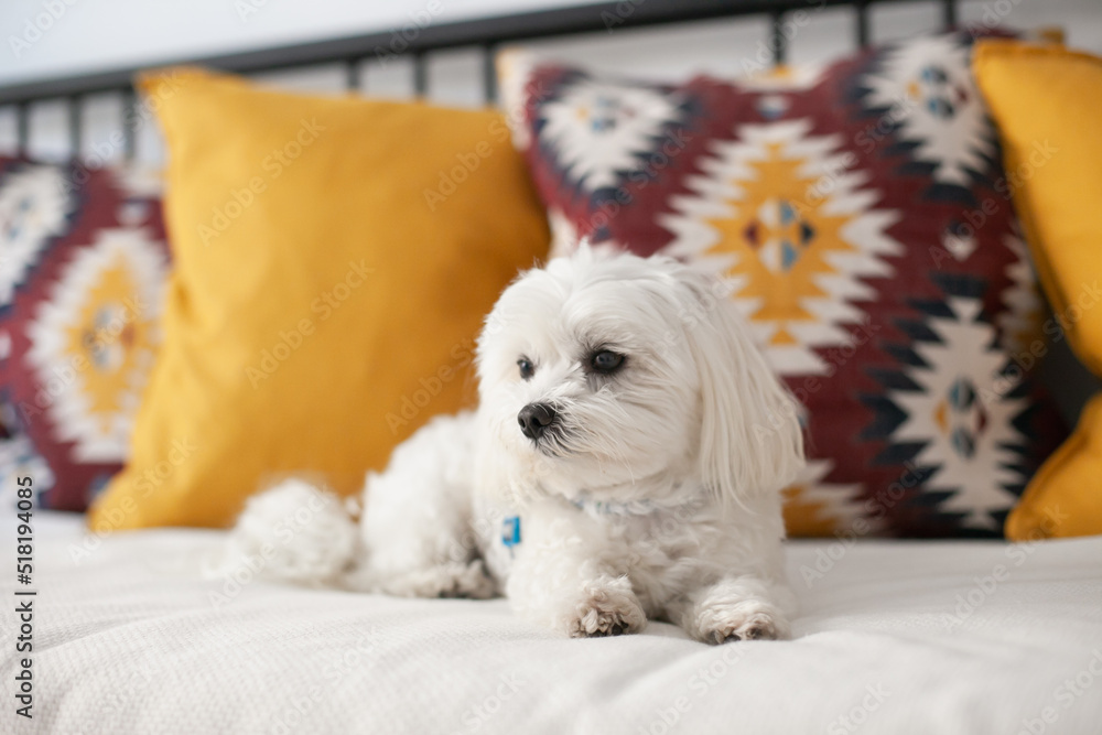 White small Maltese breed dog sitting on a couch with cushions, being cute. Hypoallergenic dog for people with allergies. Fluffy pet dog. White small Maltese breed dog sitting on a couch with cushions, being cute. Hypoallergenic dog for people with allergies. Fluffy pet dog.