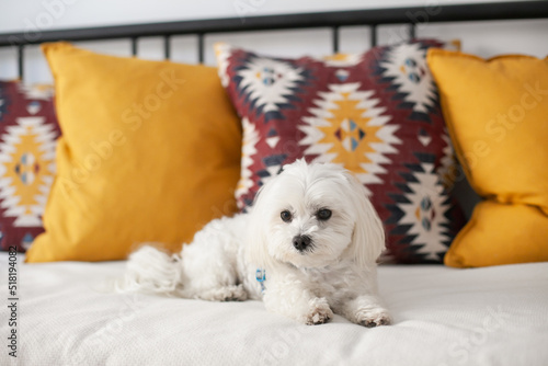White small Maltese breed dog sitting  on a couch with cushions, being cute. Hypoallergenic dog for people with allergies. Fluffy pet dog.