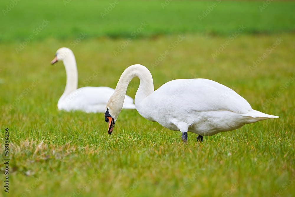 Mute swans couple eating grass on a field (Cygnus olor) Mute swans couple eating grass on a field (Cygnus olor)