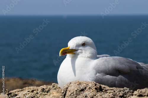 close up of a seagull on a beach