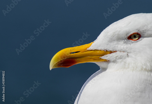 close up of a seagull on a beach
