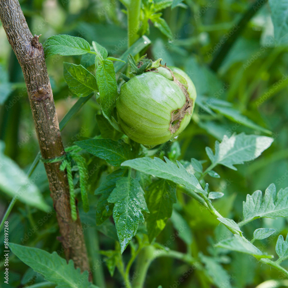 Tomato flowers and green fruit  in the vegetable garden.