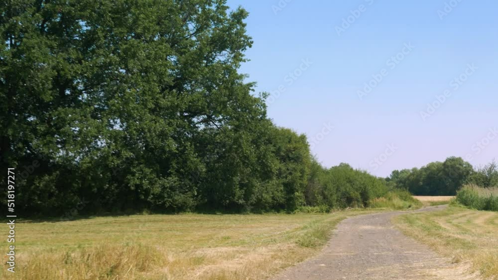 Panorama ścieżki w krajobrazie wiejskim w porze letniej, pola kwitnące plony i drzewa w oddali na tle błękitnego nieba z niemalże bezchmurną pogodą Panorama ścieżki w krajobrazie wiejskim w porze letniej, pola kwitnące plony i drzewa w oddali na tle błękitnego nieba z niemalże bezchmurną pogodą