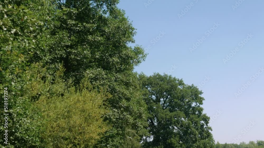 Panorama ścieżki w krajobrazie wiejskim w porze letniej, pola kwitnące plony i drzewa w oddali na tle błękitnego nieba z niemalże bezchmurną pogodą Panorama ścieżki w krajobrazie wiejskim w porze letniej, pola kwitnące plony i drzewa w oddali na tle błękitnego nieba z niemalże bezchmurną pogodą