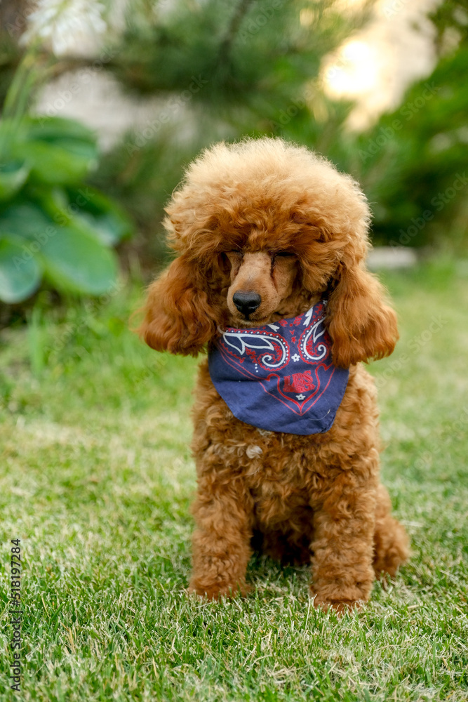 A brown poodle puppy sits in the yard on the grass in the summer in a cowboy hat and scarf. Cowboy poodle costume for Halloween.